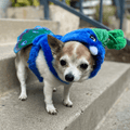 Wag N' Purr Shop Pet Outfit Lil Hobbs Peacock Costume - Blue